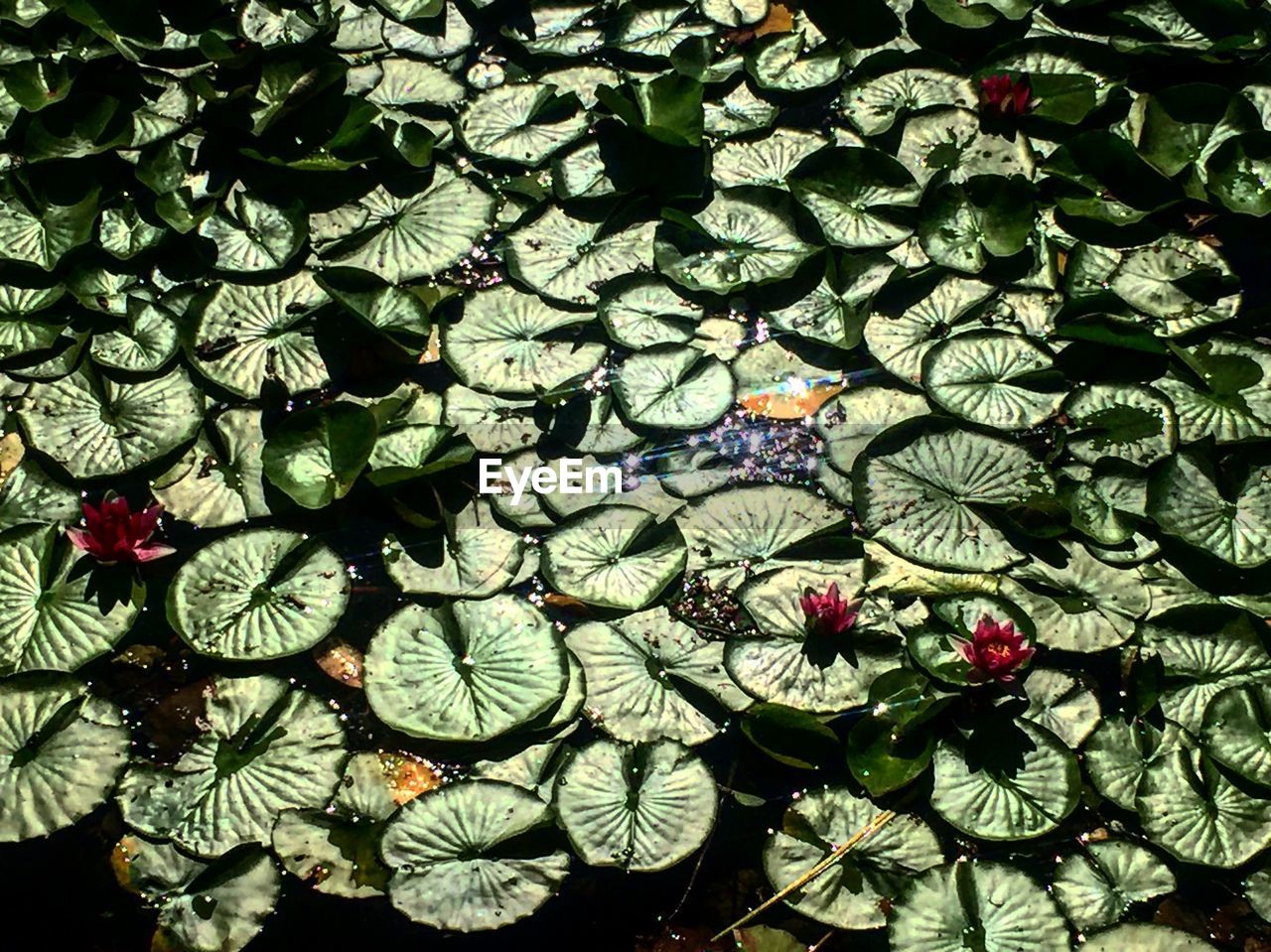 HIGH ANGLE VIEW OF PLANT