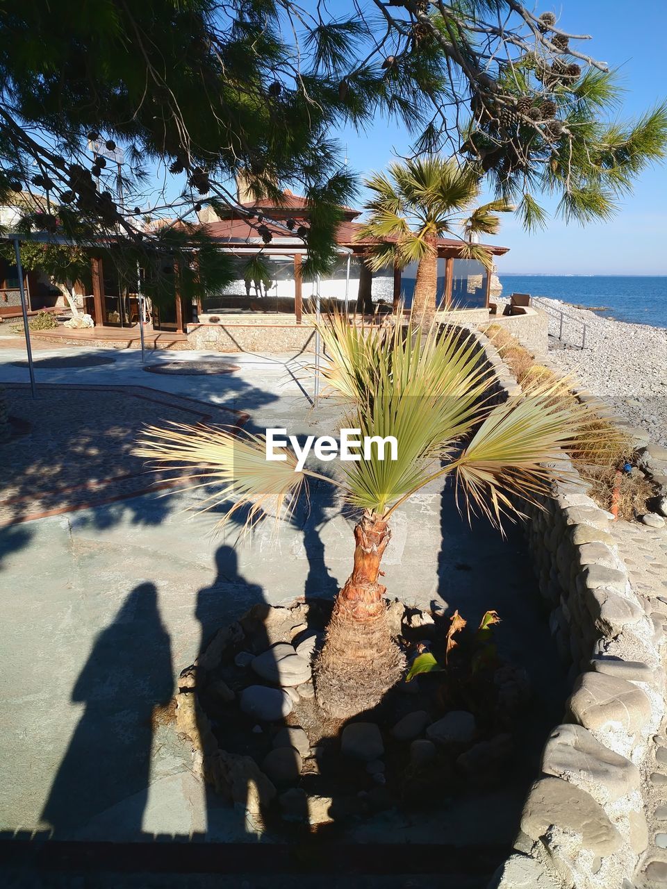 SHADOW OF PALM TREES ON BEACH