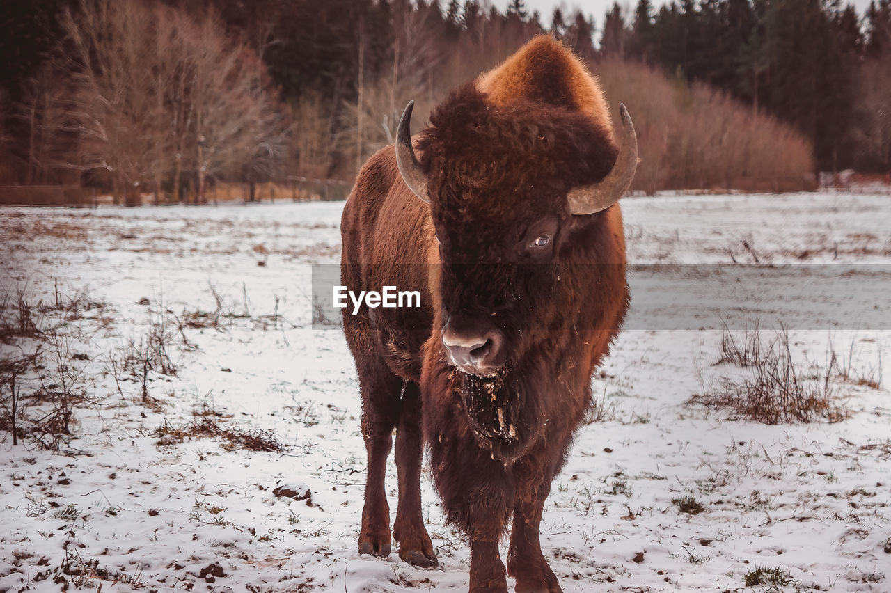 A bison stand on the field at winter with the forest on the background
