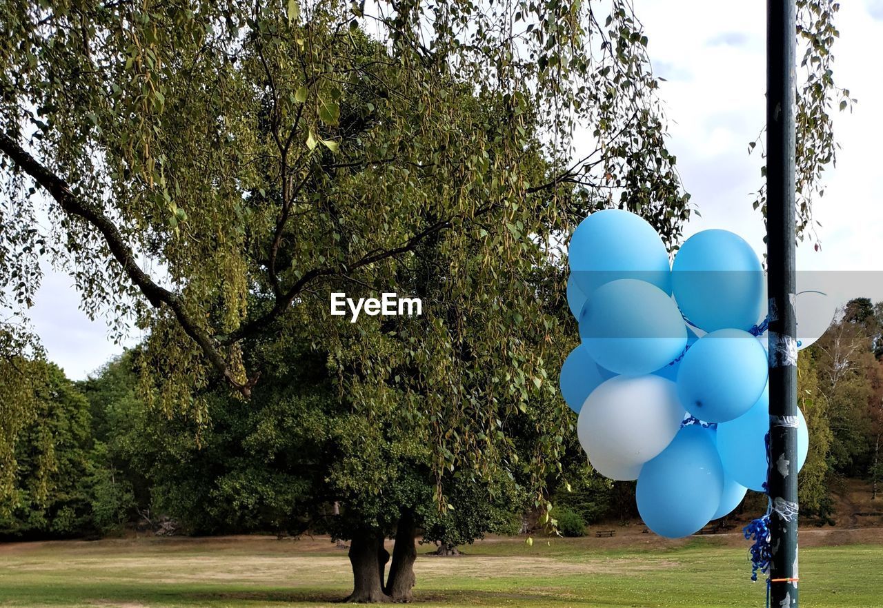 Blue balloons tied in pole against trees