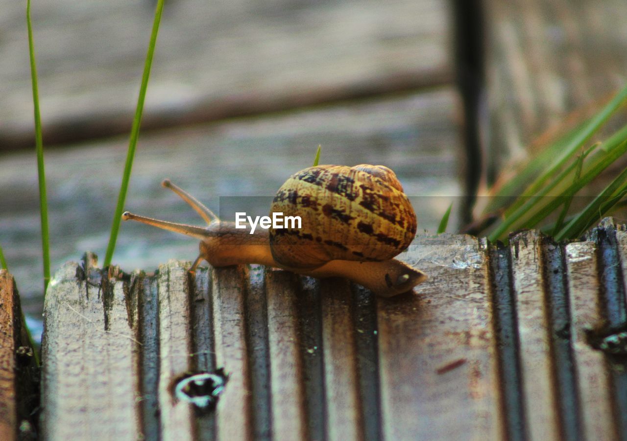 CLOSE-UP OF SNAIL ON WOOD AGAINST BLURRED BACKGROUND