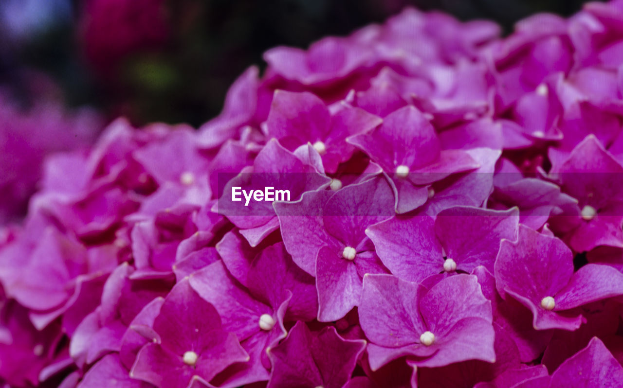 Close-up of pink hydrangea flowers