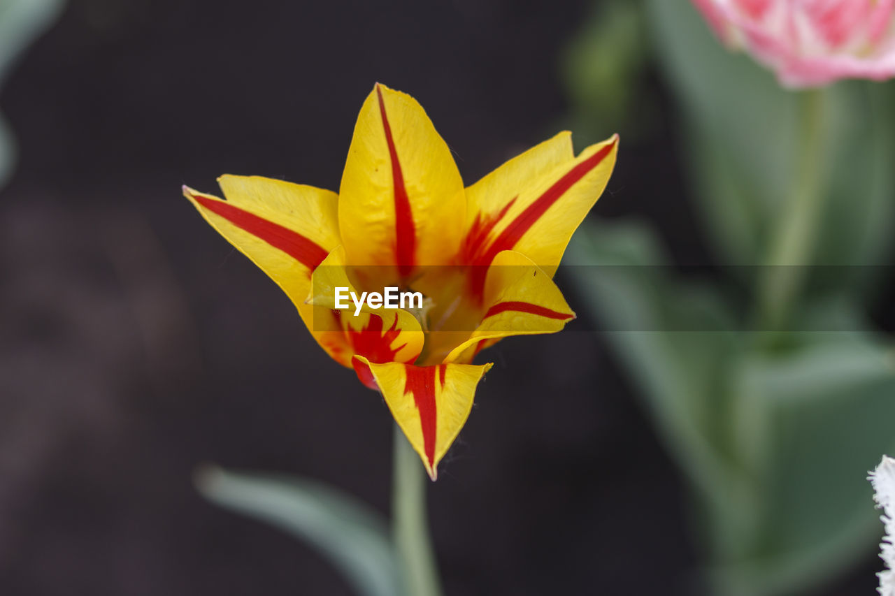 Close-up of yellow flower