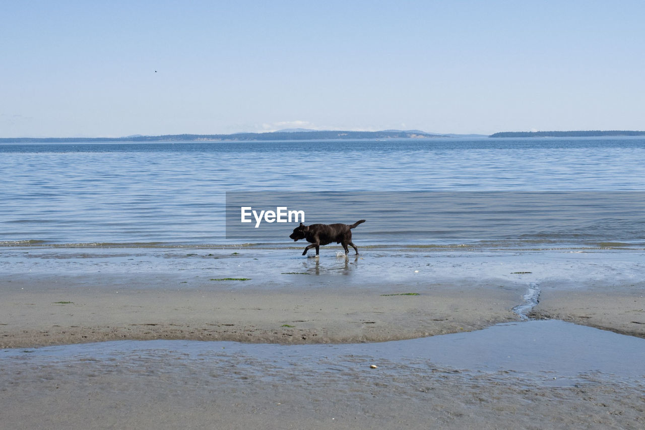 VIEW OF DOG ON BEACH