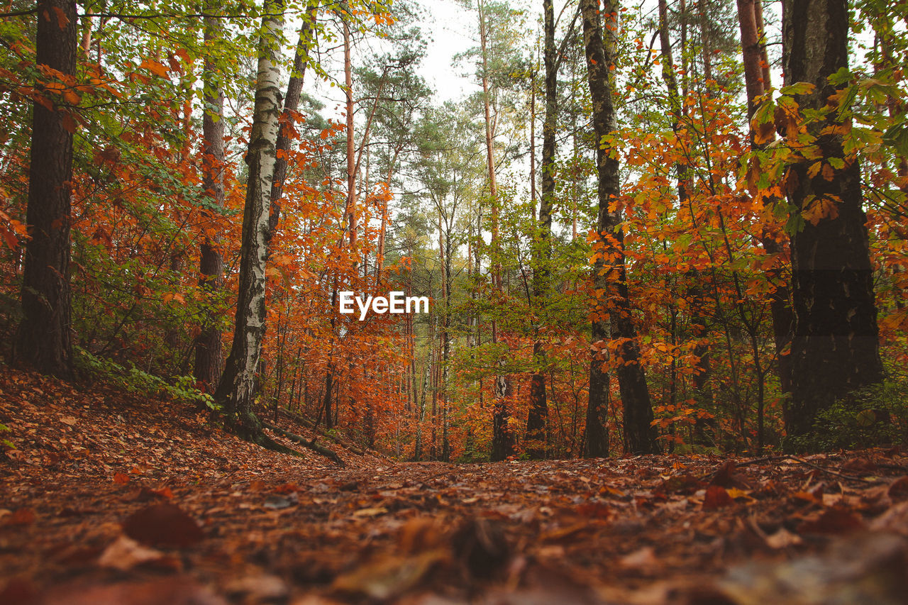 Trees in forest during autumn