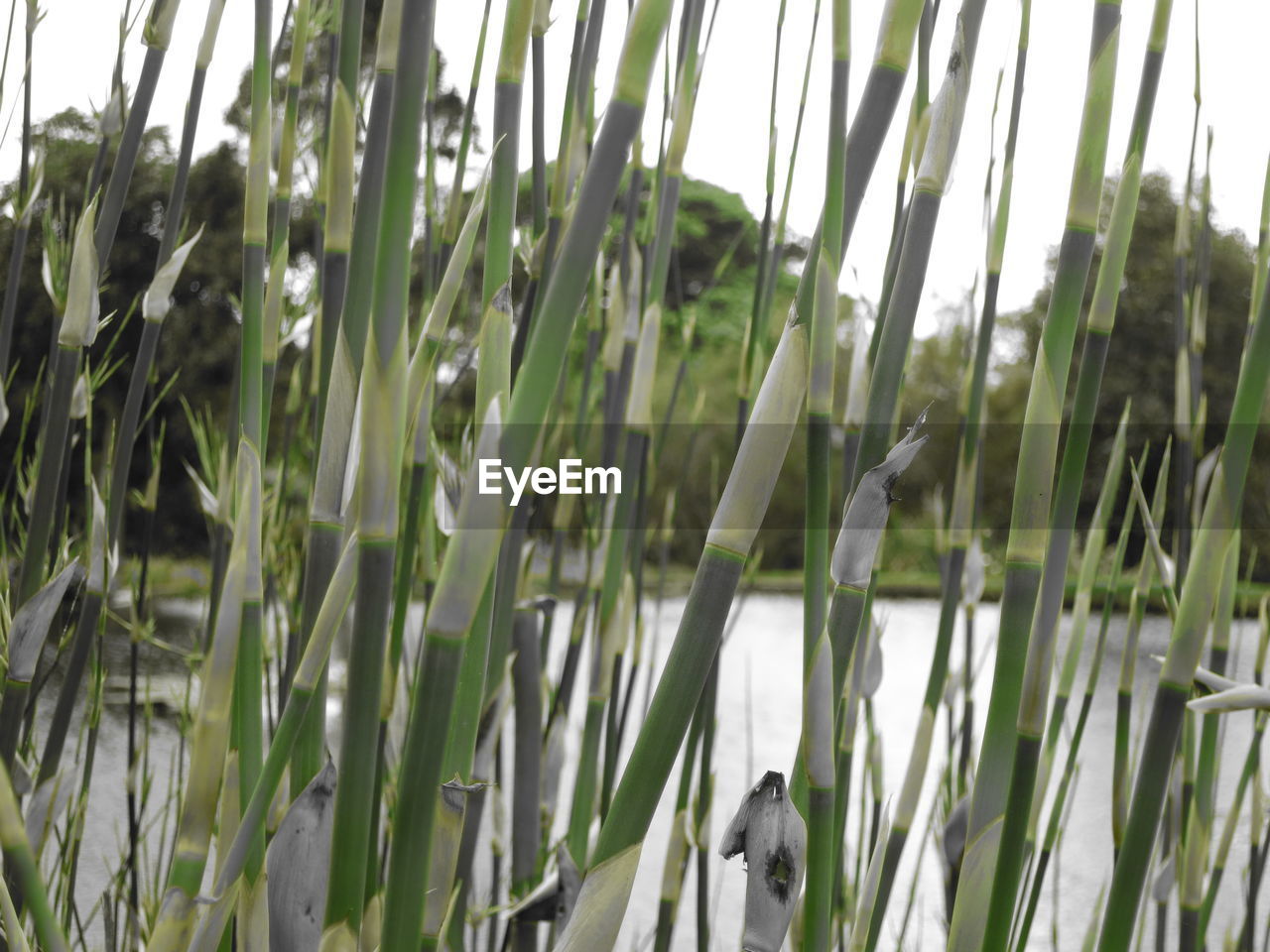 CLOSE-UP OF BIRD AGAINST GRASS