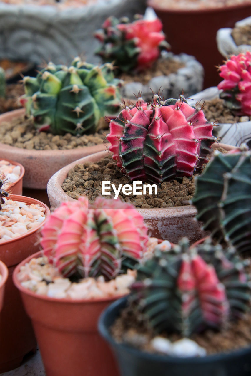 Close-up of succulent plant on table