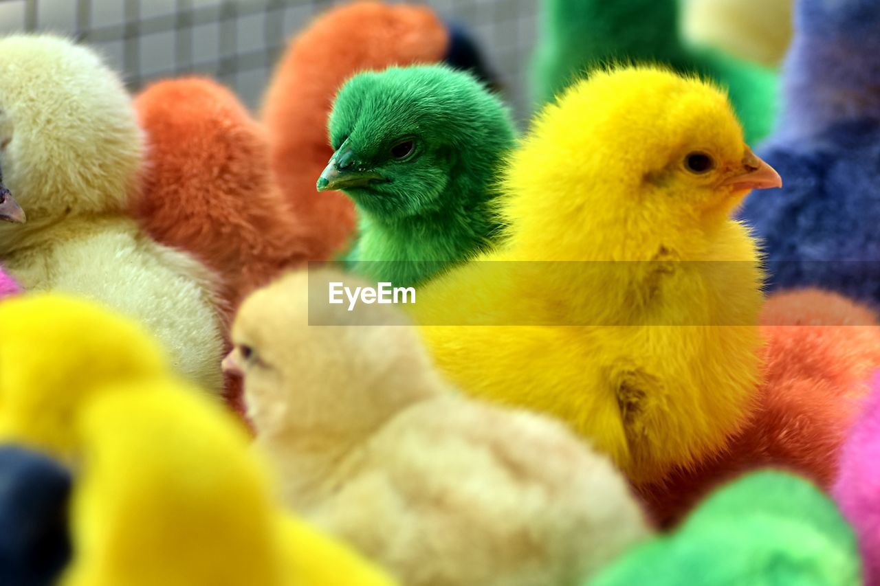 Close-up of colorful chicks