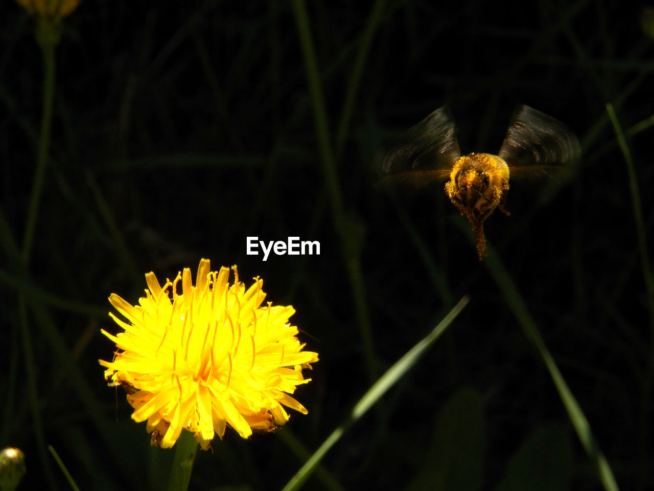 CLOSE-UP OF YELLOW FLOWER