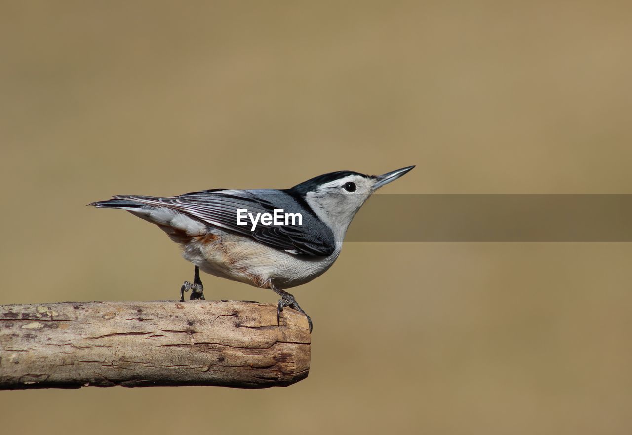 CLOSE-UP OF BIRD PERCHING ON A WALL