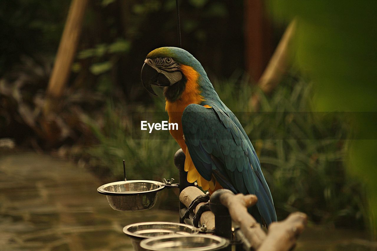 Close-up of bird