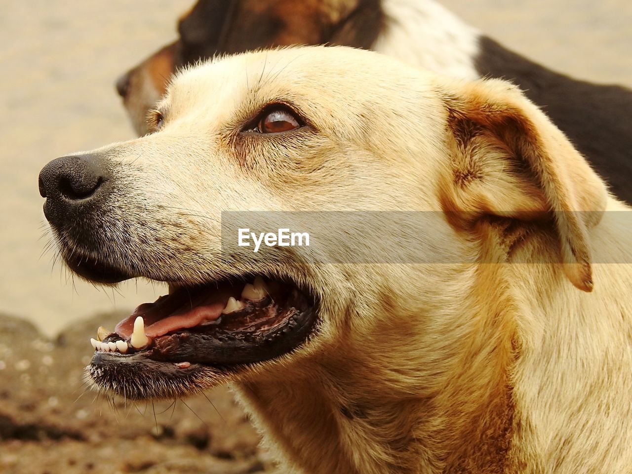 Close-up of a dog looking away