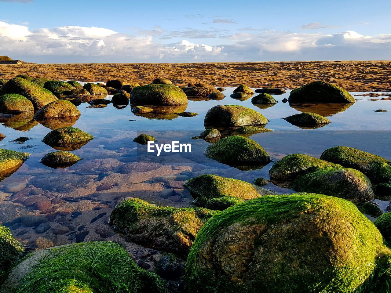 PLANTS GROWING ON ROCKS