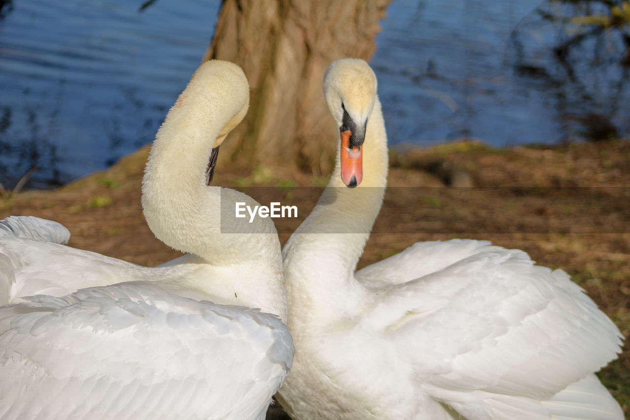 Swans in a lake