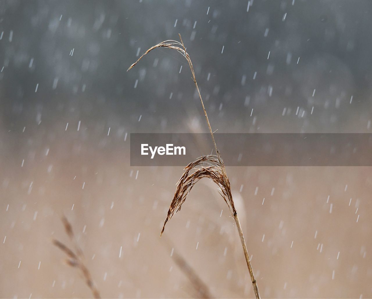 CLOSE-UP OF WATER SPLASHING ON PLANT