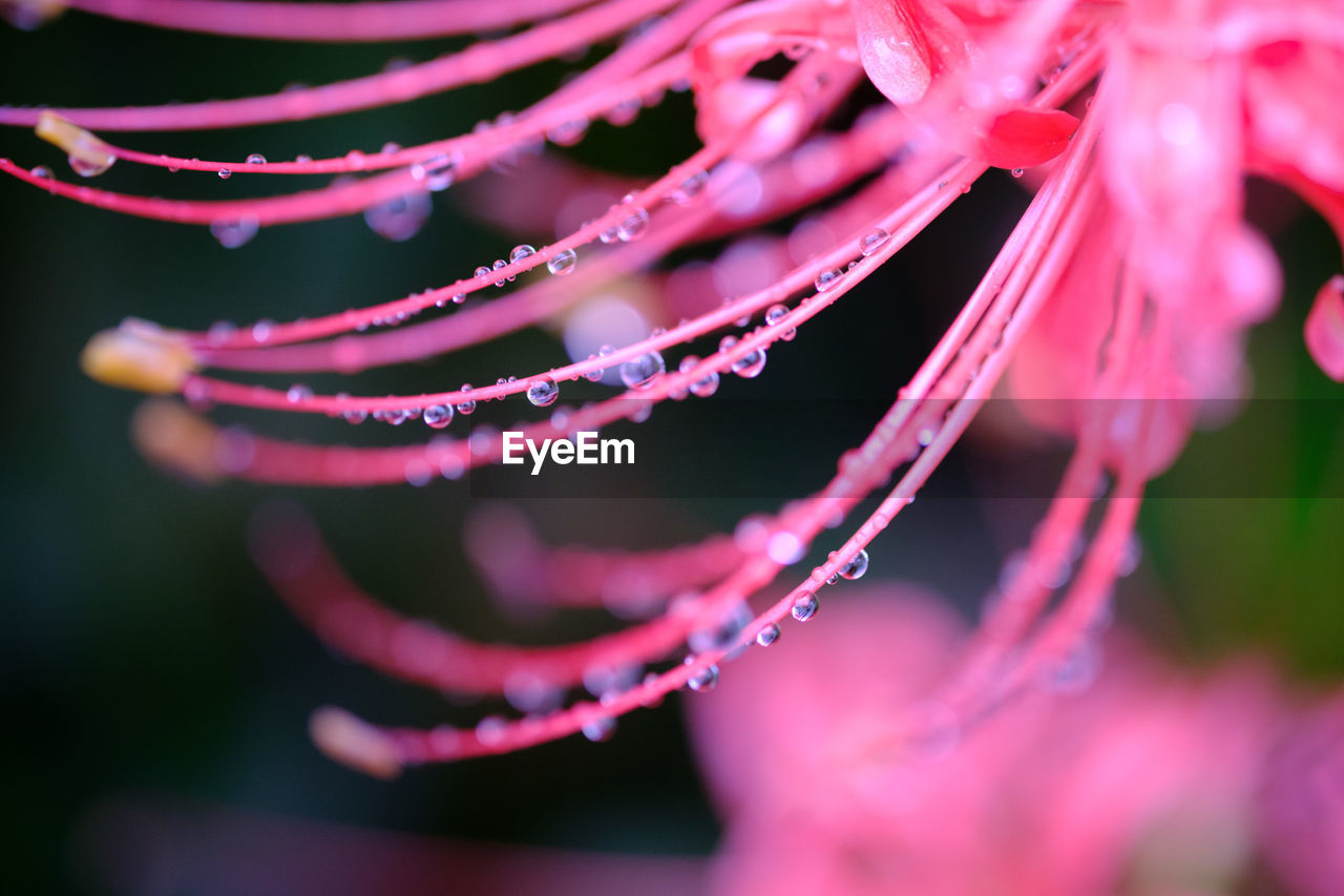 CLOSE-UP OF WATER DROPS ON PETAL