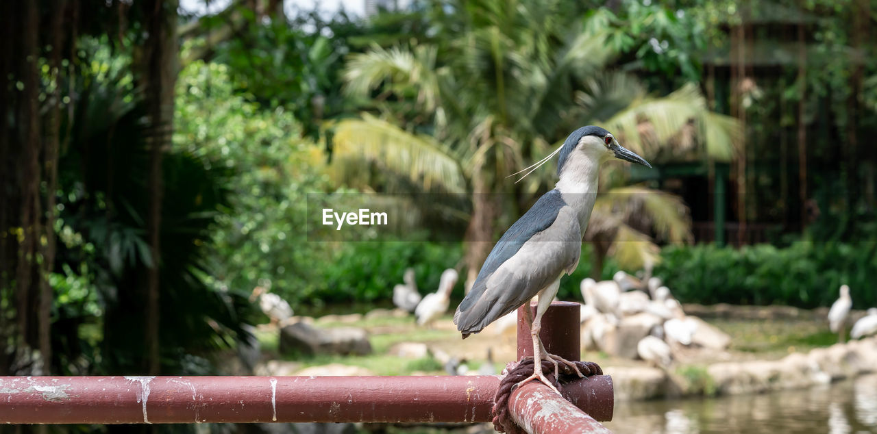 HIGH ANGLE VIEW OF GRAY HERON PERCHING ON A TREE