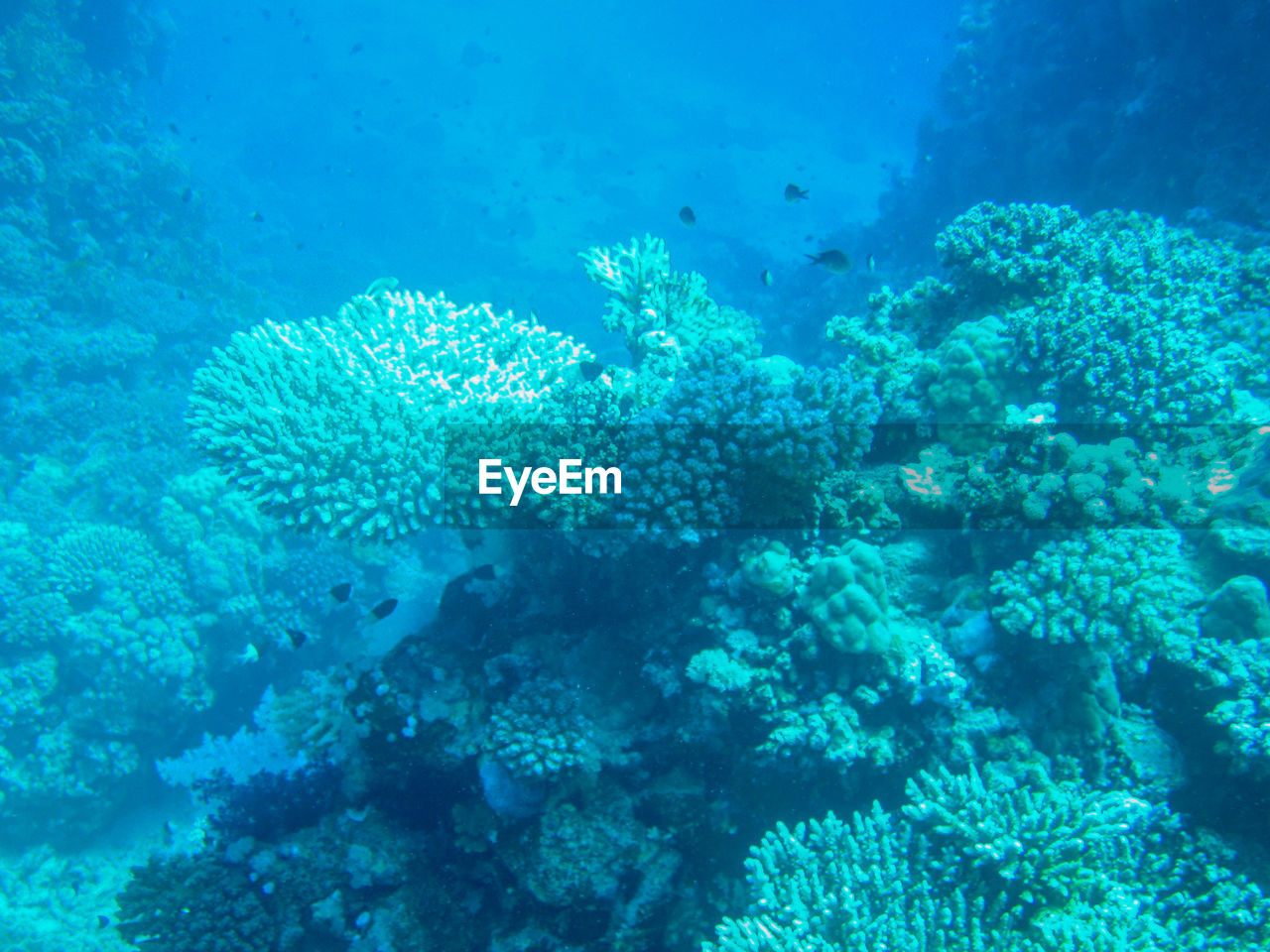 JELLYFISH IN SEA