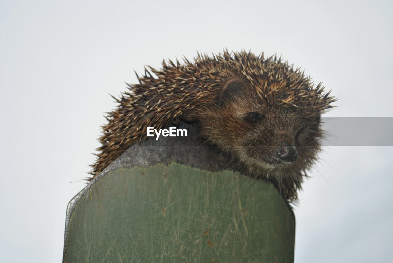 Close-up of hedgehog