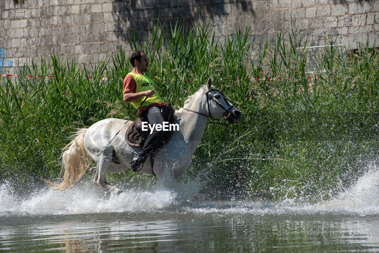 SIDE VIEW OF DOG RIDING