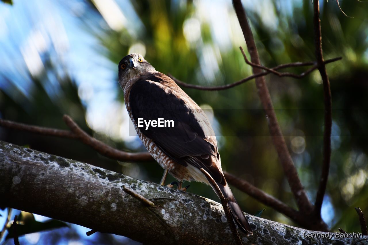 Close-up of bird perching on branch