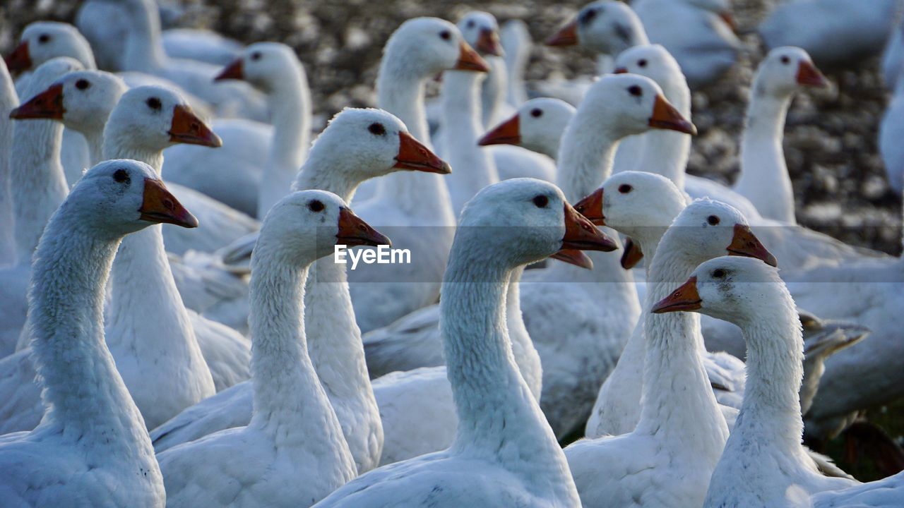 Flock of birds