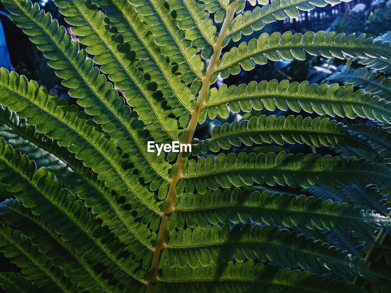 Full frame shot of fresh green plant