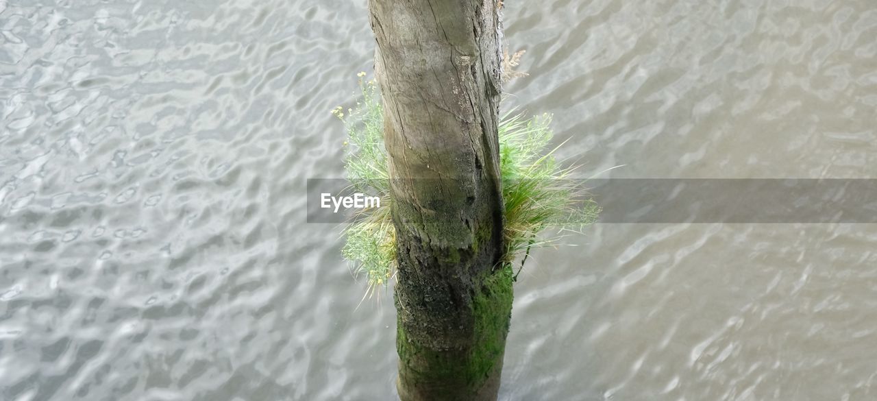 CLOSE-UP OF TREE TRUNK WITH WATER IN BACKGROUND