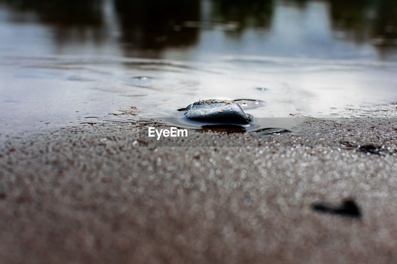 Close-up of crab on beach