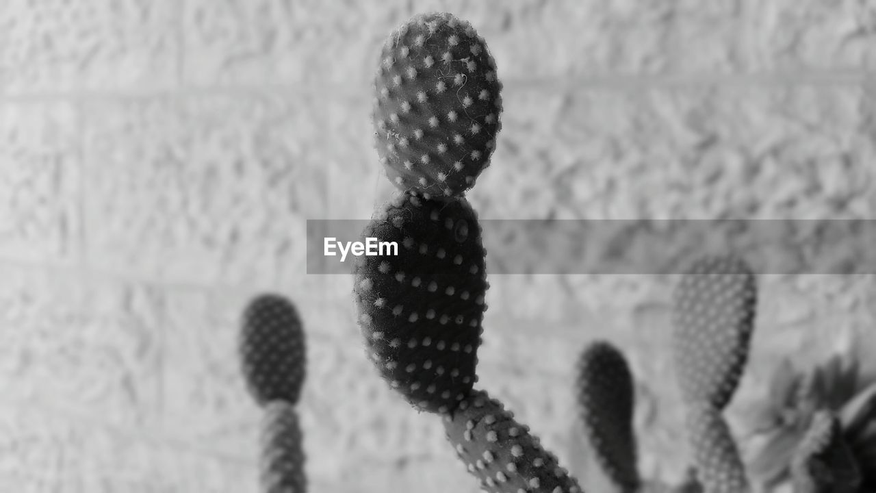 CLOSE-UP OF CACTUS PLANTS