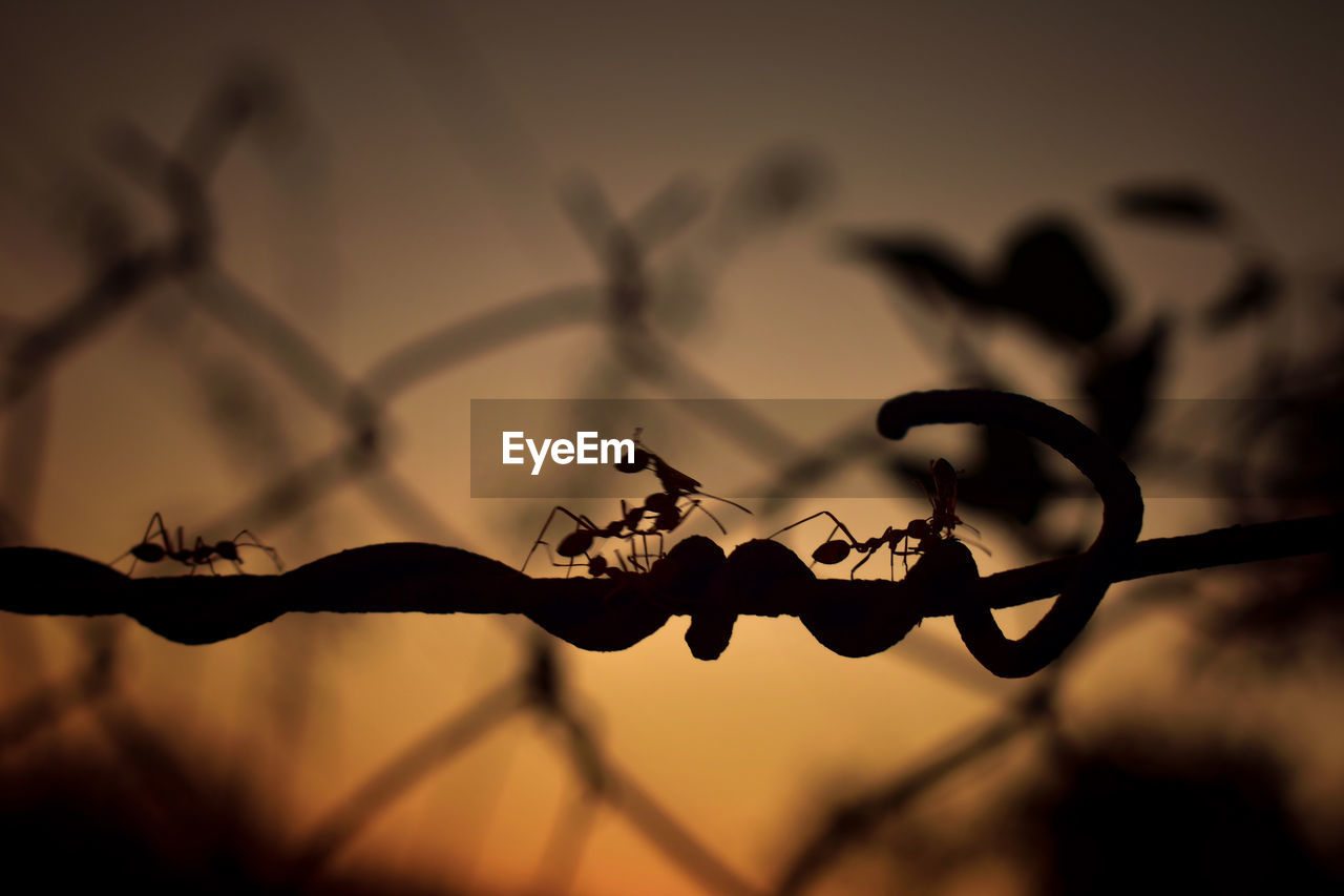 Close-up of silhouette barbed wire on plant against sky sunset