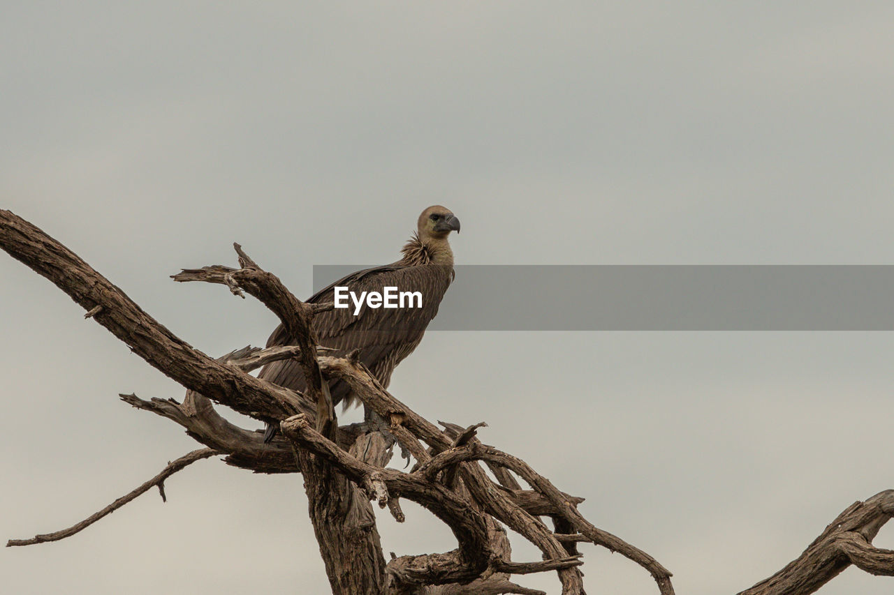 LOW ANGLE VIEW OF BIRD PERCHING ON BRANCH