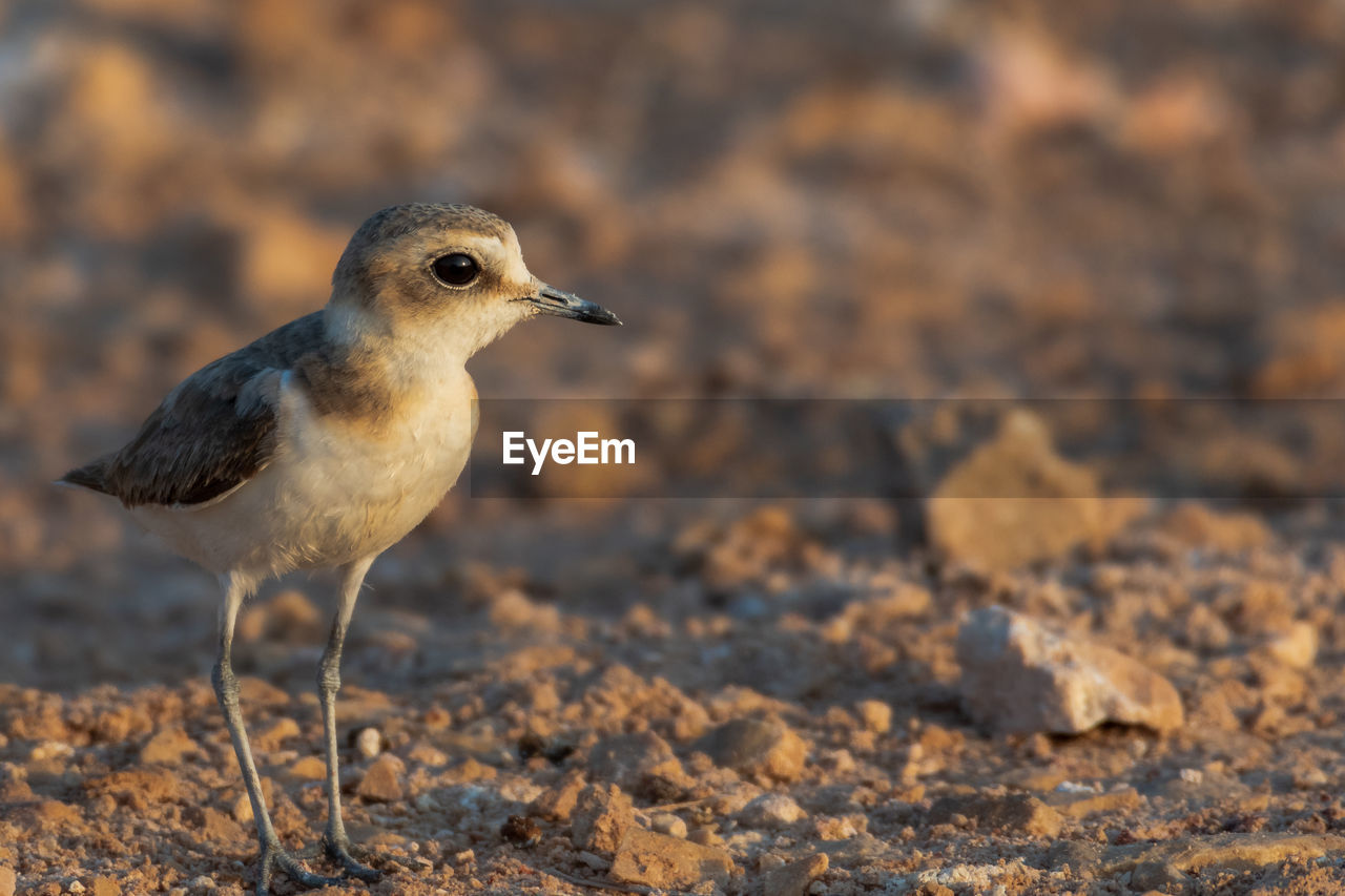 CLOSE-UP OF SEAGULL PERCHING ON GROUND