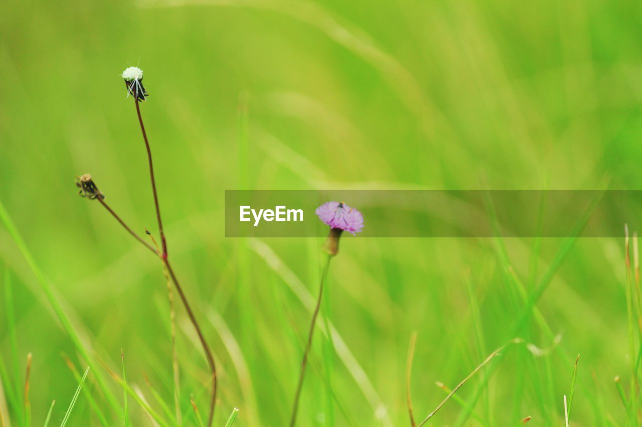 Close-up of flowers blooming in field