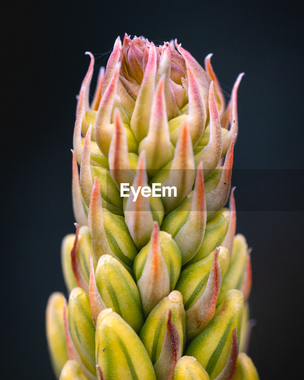 CLOSE-UP OF SUCCULENT PLANT