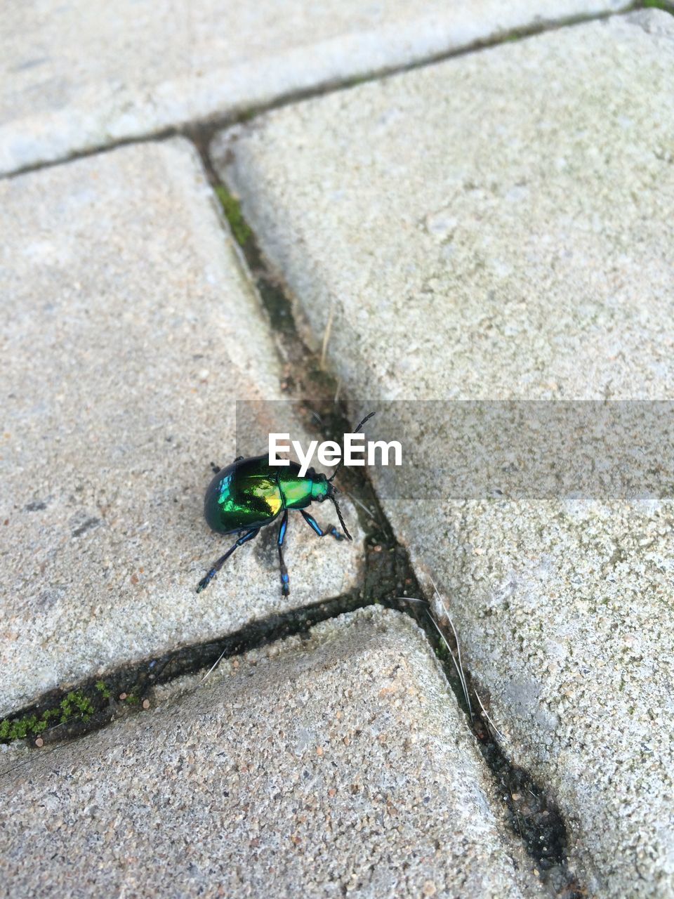 High angle view of green beetle on footpath