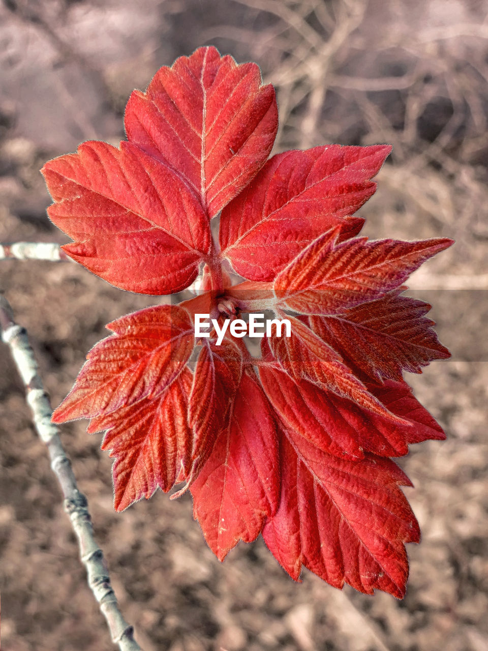 Close-up of red leaves