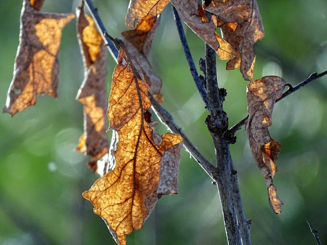 Close-up of dried leaves