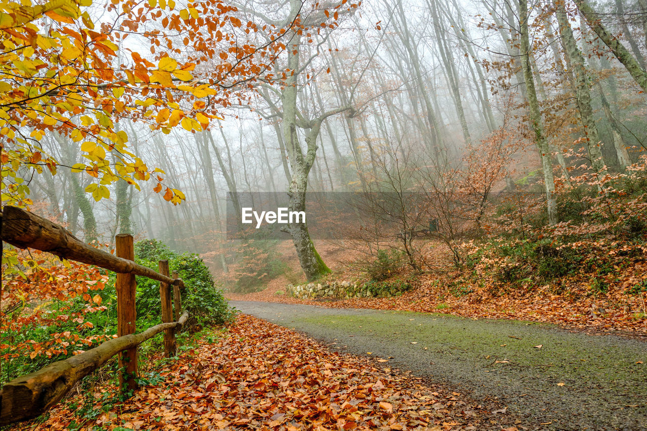 Footpath amidst trees in forest during autumn