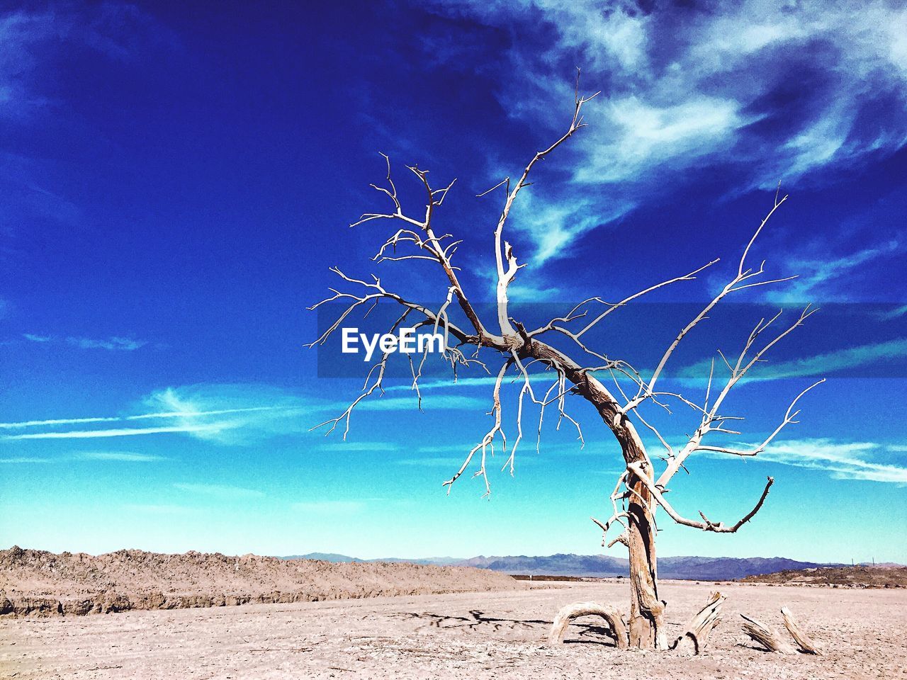 Bare tree on field against sky