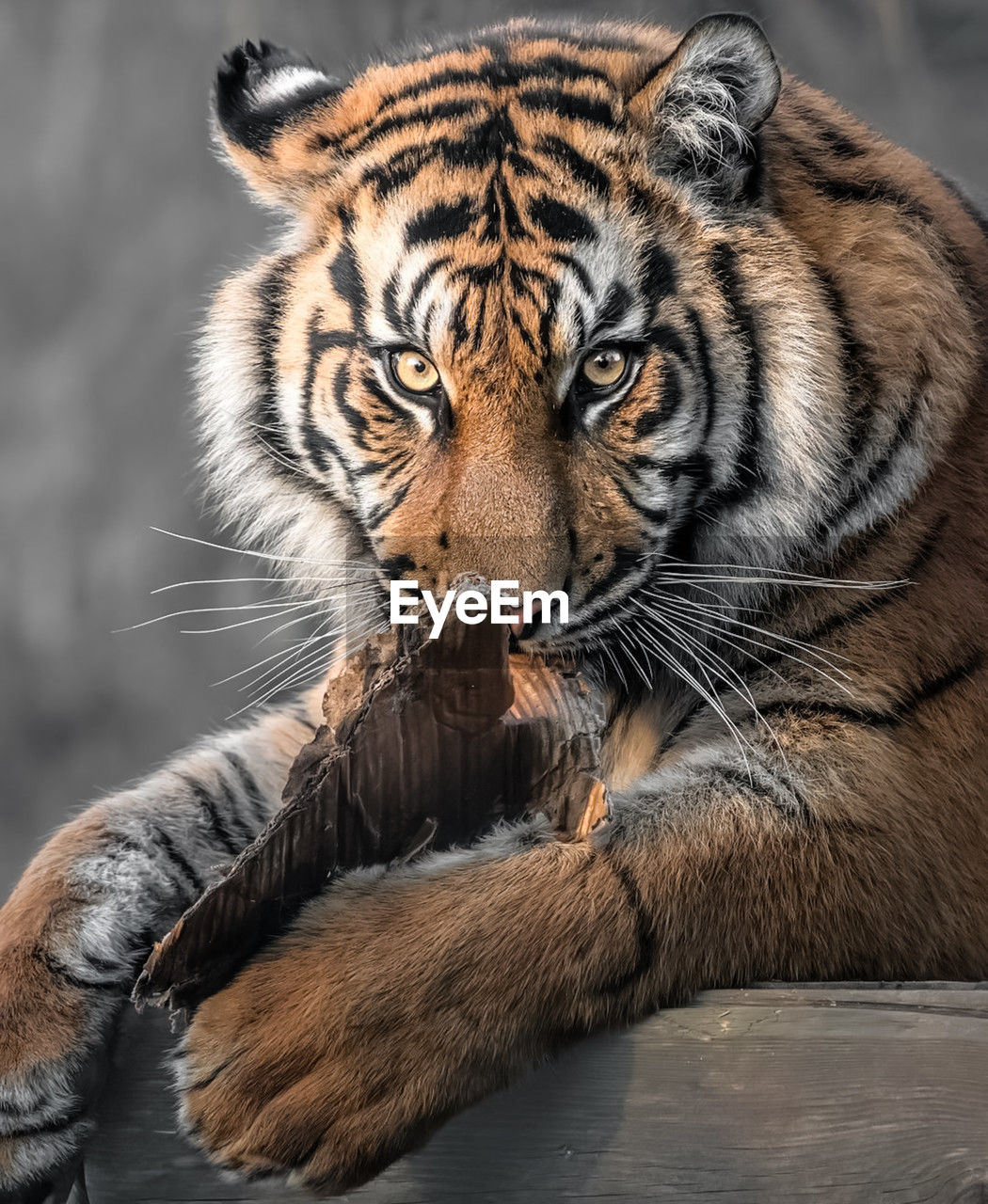 close-up of tiger at zoo