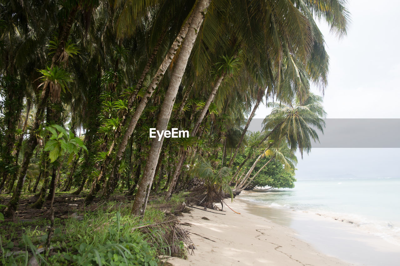 SCENIC VIEW OF PALM TREES