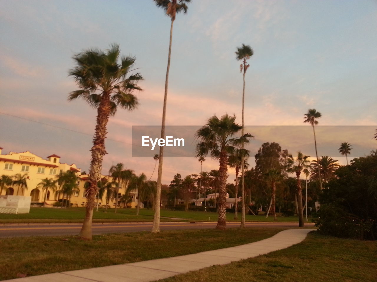 PALM TREES AT SUNSET