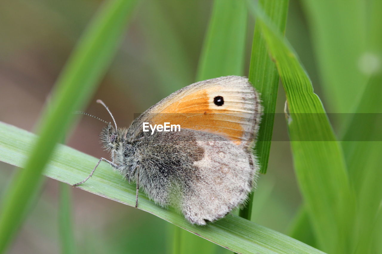 Butterfly on grass blade