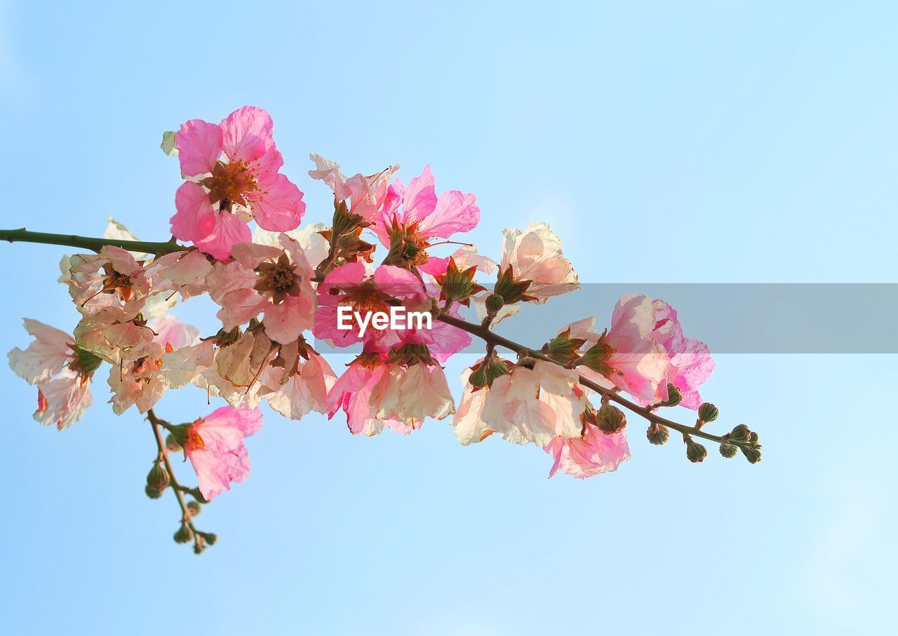 Low angle view of pink cherry blossoms in spring