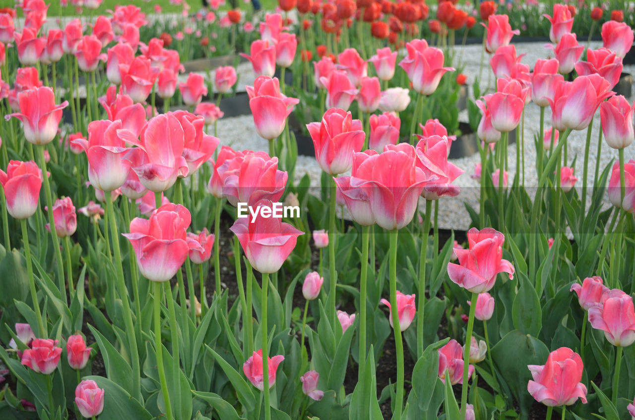 CLOSE-UP OF PINK FLOWERING PLANTS ON FIELD