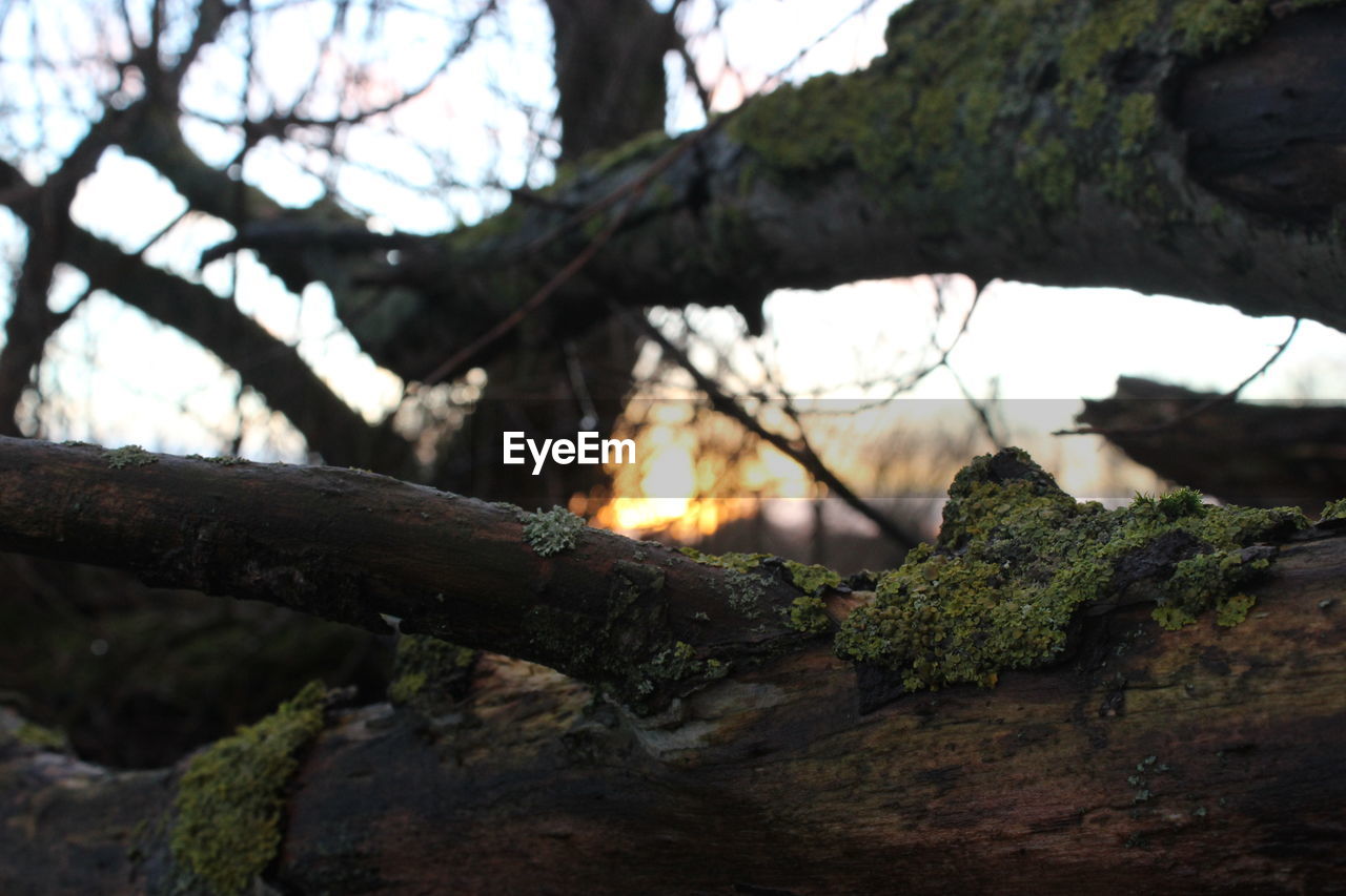 Close-up of tree trunk in forest