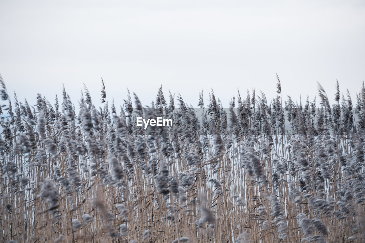 Close-up of plant against sky