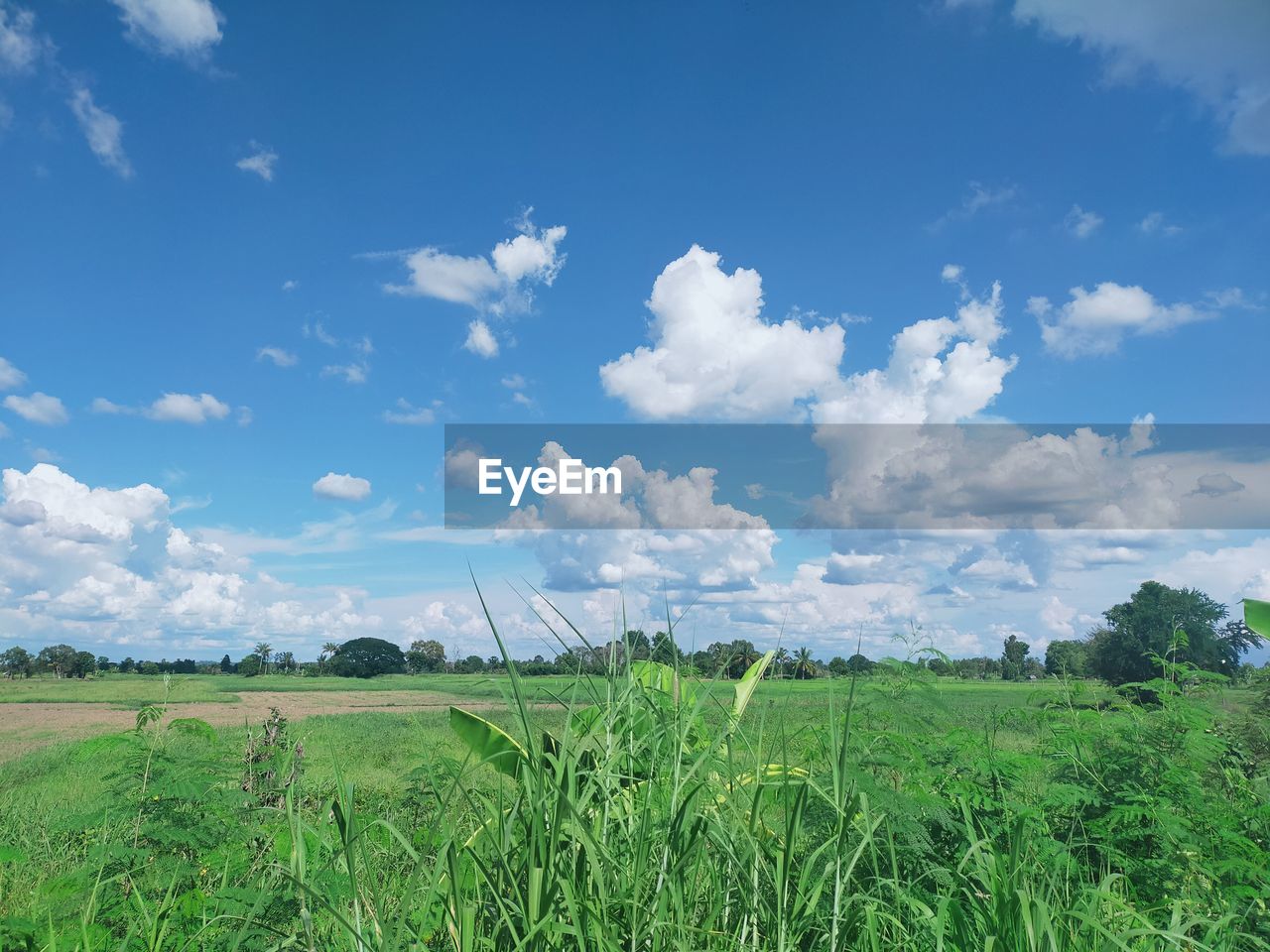 FIELD AGAINST SKY