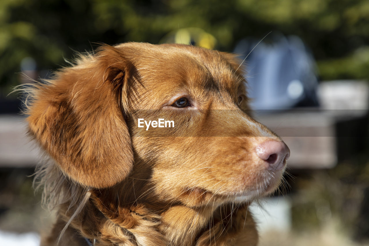 Close-up of a dog looking away